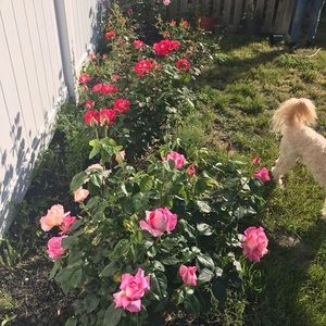 Meet your Posher, Yemy